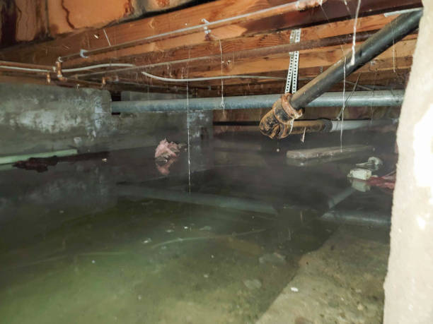 Best Professional water damage repair  in Crothersville, IN